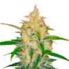 Auto-Zkittlez-1-u-fem-FastBuds-Seeds-3