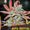 Auto-Zkittlez-5-u-fem-Black-Skull-Seeds-2