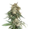 BCN-Critical-XXL-Fast-fem-1-u-Seedstockers-3