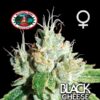 Black-Cheese-10-u-fem-Big-Buddha-Seeds-3