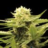 Black-Dream-31-u-fem-Eva-Seeds-3