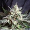 Black-Jack-31-u-fem-Sweet-Seeds-3