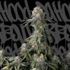 Black-Pearl-1-u-fem-DaHood-Urban-Seeds-3