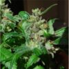 Black-Sugar-10-u-fem-Female-Seeds-3