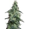 Blizzard-5-u-fem-Seedmakers-3