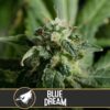 Blue-Dream-3-u-fem-Blimburn-Seeds-3