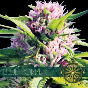Blue-Power-3-u-fem-Vision-Seeds-3