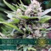 Bona-Dea-DBD-3-u-fem-Vision-Seeds-3