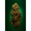 Buddhas-Sister-3-u-fem-Soma-Seeds-3