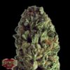 Budzilla-3-u-fem-Heavyweight-Seeds-3