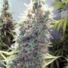 C99-4-u-fem-Female-Seeds-3