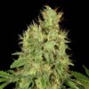 CBD-Chronic-6-u-fem-Serious-Seeds-3