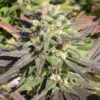 CBD-Enriched-Warlock-6-u-fem-Serious-Seeds-3