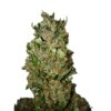 Cannatonic-0412-1-u-fem-CBD-Buds-3