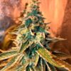 Chem-OG-4-u-fem-Female-Seeds-3