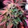 Cherry-Pie-4-u-fem-Female-Seeds-3