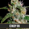 Cindy-99-3-u-fem-Blimburn-Seeds-3