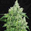 Citron-Givre-5-u-fem-TH-Seeds-3