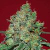 Clinical-White-CBD-1-u-fem-Expert-Seeds-3