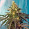 Cream-Caramel-CBD-31-u-fem-Sweet-Seeds-3