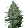 Critical-5-u-fem-Seedmakers-3