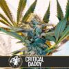 Critical-Daddy-3-u-fem-Blimburn-Seeds-3