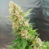 Critical-Gorilla-1-u-fem-Expert-Seeds-3