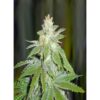 Devil-Fruit-3-u-fem-Medical-Seeds-3