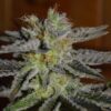 Double-Black-5u-G13-Labs-3