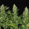 Double-Dutch-3-u-Fem-Serious-Seeds-3