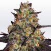 El-Dorado-OG-3-u-fem-Paradise-Seeds-3