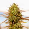 Expert-Haze-1-u-fem-Expert-Seeds-3