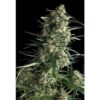 Galaxy-1-u-blister-x-12-u-fem-Pyramid-Seeds-3