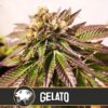 Gelato-3-u-fem-Blimburn-Seeds-3