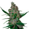 Gelato-41-Fast-fem-1-u-Seedstockers-3