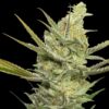 Gipsy-Haze-31-u-fem-Eva-Seeds-3