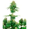 Girl-Scout-Cookies-1-u-fem-White-Label-3