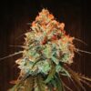 Golden-Tiger-1-u-fem-Ace-Seeds-3