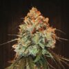 Golden-Tiger-3-u-fem-Ace-Seeds-2