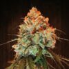 Golden-Tiger-5-u-fem-Ace-Seeds-2