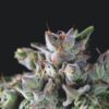 Gorila-3-u-fem-Pyramid-Seeds-3