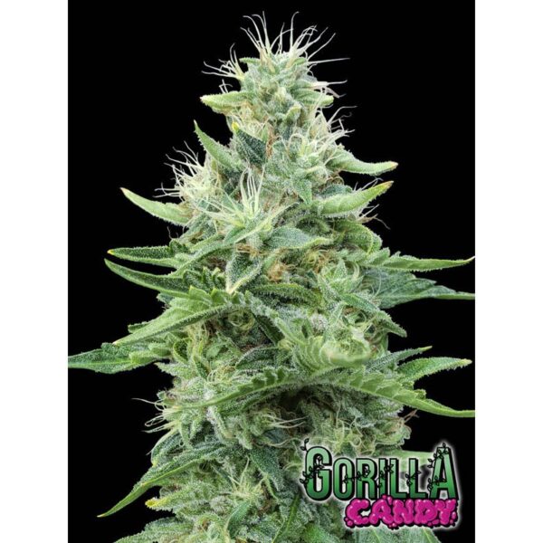 Gorilla-Candy-3-1-u-fem-Eva-Seeds-3