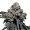 Gorilla-Cheese-1-u-fem-Expert-Seeds-3