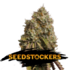 Gorilla-Cookies-fem-1-u-Seedstockers-3