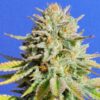 Gorilla-Glue-4-1-u-fem-Original-Sensible-3