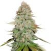 Gorilla-Glue-fem-1-u-Seedstockers-3