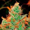 Gorilla-Lilly-1-u-fem-Expert-Seeds-3