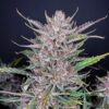 Gorilla-Punch-Auto-1-u-fem-FastBuds-Seeds-3