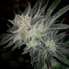 Gorilla-White-Widow-1-u-fem-Expert-Seeds-3