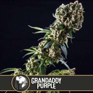 Grandaddy-Purple-3-u-fem-Blimburn-Seeds-3